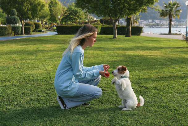 Young woman playing fetch with her wire haired jack russell terrier pup. Blonde female and rough coated companion dog having fun on the juicy green lawn in the park. Copy space, background. - Photo, Image