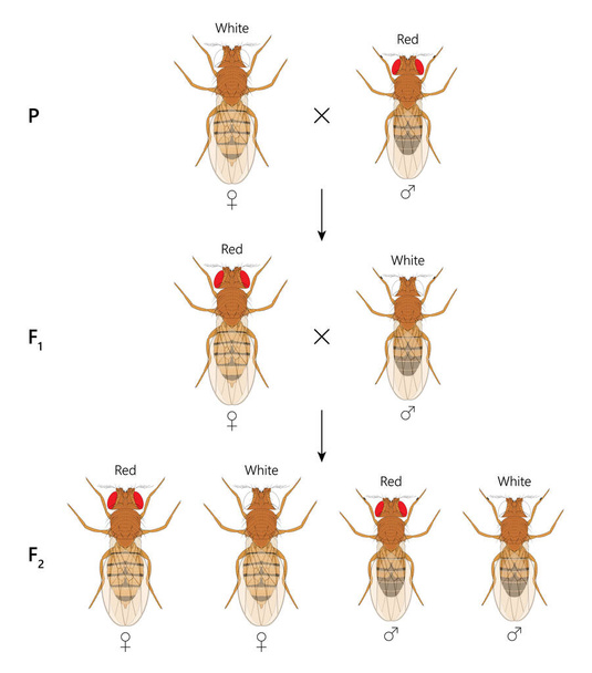Herança ligada ao X. cruzamento entre a mosca-da-fruta fêmea de olhos brancos (Drosophila melanogaster) e o macho de olhos vermelhos. - Vetor, Imagem