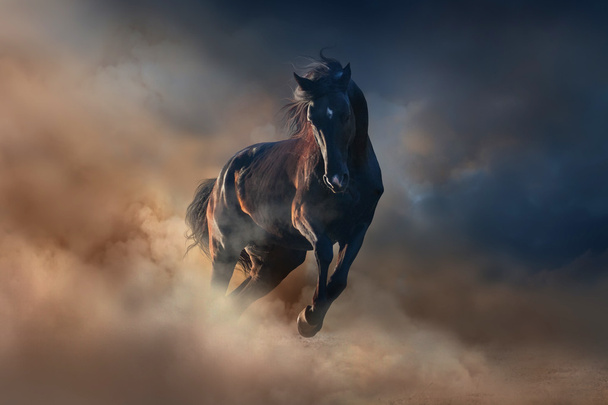 koń Czarny rumak - Zdjęcie, obraz