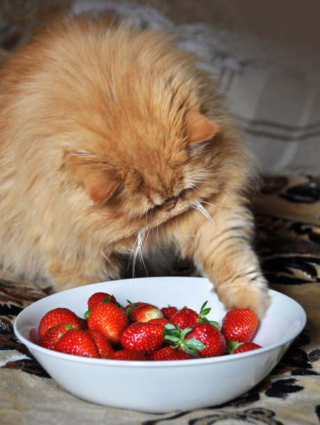 Vörös macska eszik szamóca - Fotó, kép