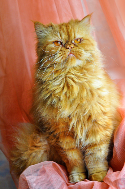 Gatto arrabbiato. Gatto rosso su uno sfondo rosa tende
 - Foto, immagini