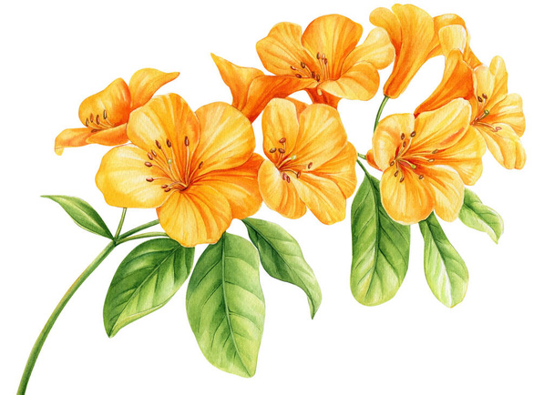 Яскраві тропічні квіти ізольовані на білому тлі. Ботанічний живопис, акварельні ілюстрації жовтих квітів. Високоякісна ілюстрація
 - Фото, зображення