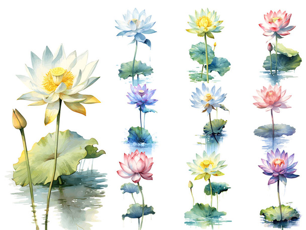 Acquerello botanico stile pittura di fiori di loto in vari colori, Illustrazione vettoriale - Vettoriali, immagini