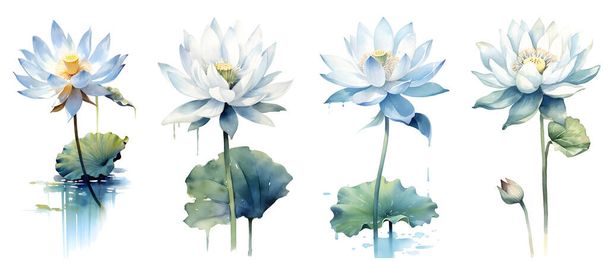 Clipping path, Watercolor painting in botanical style of White lotus flowers clip art on white background. - Photo, Image