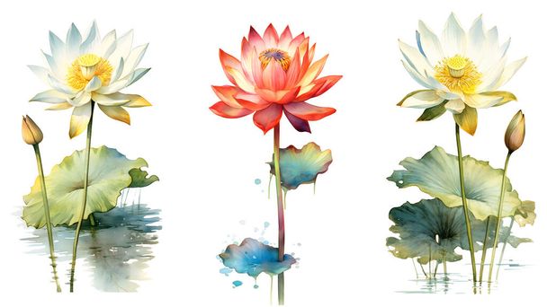 Clipping path, Watercolor painting in botanical style of lotus flowers clip art on white background. - Photo, Image