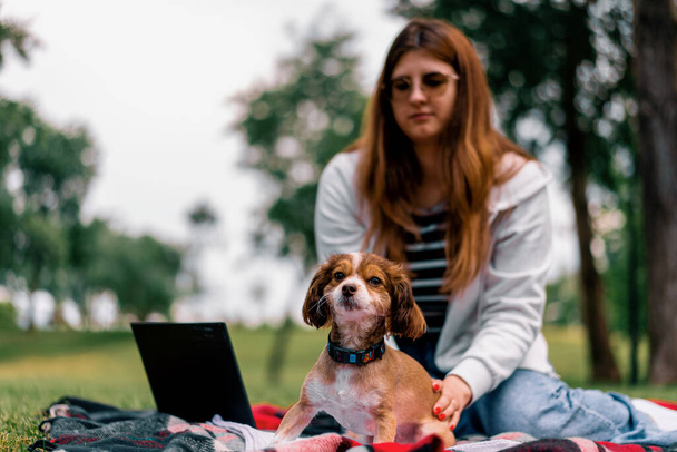 mały zabawny ładny pies z właścicielem na spacerze w parku dziewczyna pracuje w komputerze pies chroni jej zdalnej pracy zwierzaki - Zdjęcie, obraz