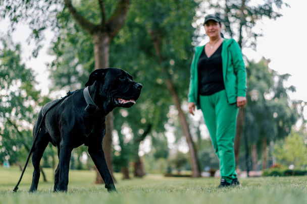 una donna allena un cane nero di una grande razza Cane Corso in una passeggiata nel parco il cane segue gli ordini del proprietario - Foto, immagini