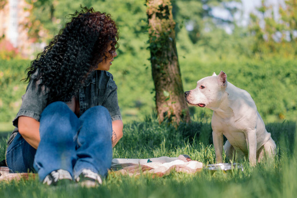 Pitbull 'un güzel beyaz köpeği Stamfordshire Teriyeri' ni çiftleştiriyor. Parkta otlakların sahibinin yanında yaz hayvanlarıyla yürüyor. - Fotoğraf, Görsel