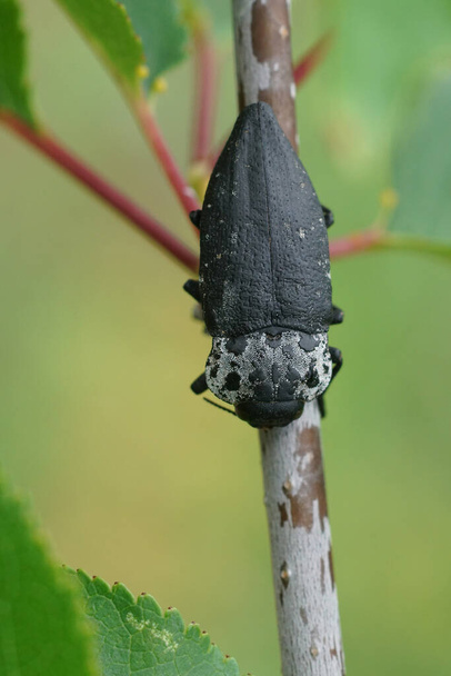Gros plan naturel sur un grand coléoptère noir et blanc, le pygargue à tête plate, Capnodis tenebrionis, assis sur une brindille dans le Gard, France - Photo, image