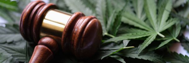 Молоток судьи лежит на зеленых листьях крупного плана марихуаны. Концепция незаконного производства и распространения наркотиков - Фото, изображение