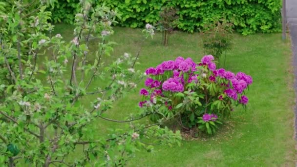 Prachtig uitzicht op de tuin met bloeiende rododendron en appelboom tegen een achtergrond van groen gazon op zomerdag. Zweden. - Video