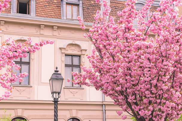BUDAPEST, HUNGARY - 16 APRIL, 2022: Spring cityscape with blooming cherry trees on Toth Arpad promenade, Buda Castle district - 写真・画像