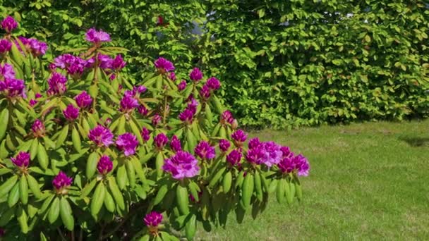 verliezen zicht op bloeiende rododendron in de zomer. Zweden. - Video
