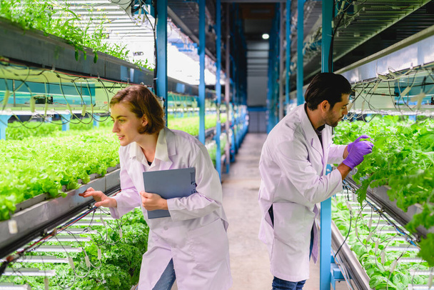 Científicos felices con fábrica de granja cubierta, Investigadores desarrollando variedades vegetales en la agricultura de invernadero, Granja inteligente con tecnología - Foto, imagen