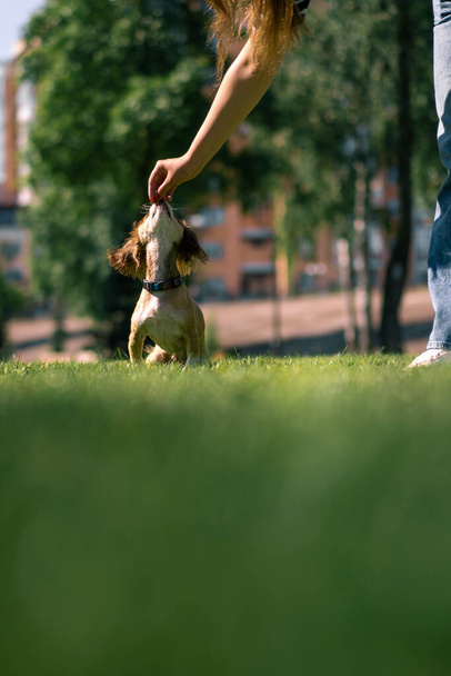 A cute little dog on a walk, the girl-owner strokes the dog in the park, training animals in nature dog follows commands - Photo, image