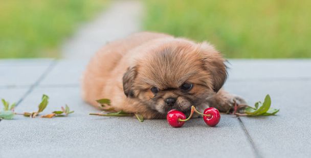  Cão Pekingese bonito e engraçado. Melhor amigo humano. Cão muito dourado no quintal - Foto, Imagem