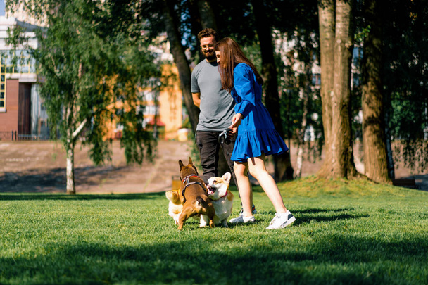 Küçük sevimli köpekler, Fransız bulldog ve Corgi parkta yürüyüşe çıkmış, çim üzerinde oynuyorlar, köpek sahipleri onları izliyorlar. - Fotoğraf, Görsel