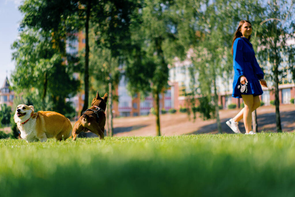 Küçük sevimli köpekler, Fransız bulldog ve Corgi parkta yürüyüşe çıkmış, çim üzerinde oynuyorlar, köpek sahipleri onları izliyorlar. - Fotoğraf, Görsel