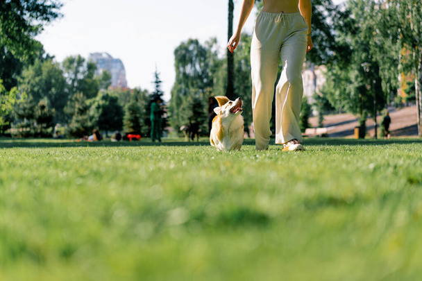 ένα νεαρό κορίτσι εκπαιδεύει ένα χαριτωμένο corgi σκυλί στο πάρκο, ο ιδιοκτήτης τρέχει μαζί της και παίζει με τα πόδια τα ζώα της φύσης καλοκαίρι - Φωτογραφία, εικόνα
