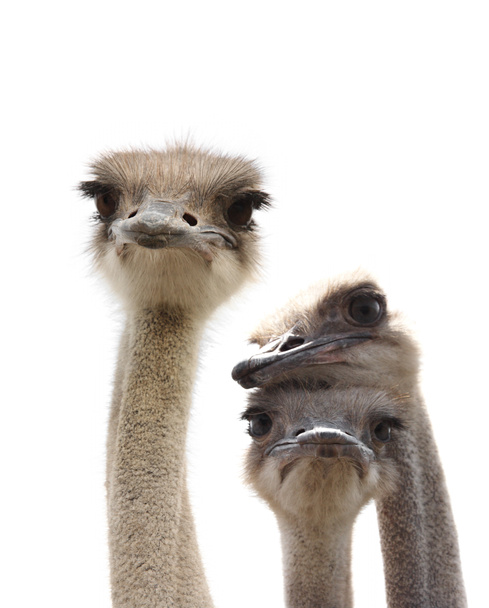 struisvogels geïsoleerd - Foto, afbeelding
