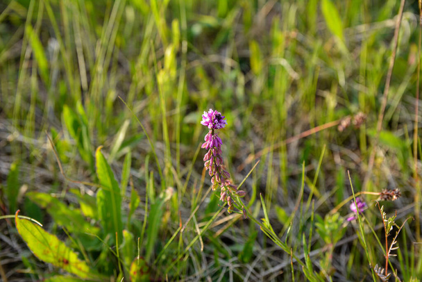 Polygala vulgaris, known as the common milkwort, is a herbaceous perennial plant of the family Polygalaceae. Polygala vulgaris subsp. oxyptera, Polygalaceae. Wild plant shot in summer. - Photo, Image