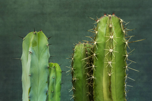 Cereus cacti ovat muodoltaan columnar ja niissä on hyvin määritellyt kylkiluut sekä piikit. erikokoisia ja ominaisuuksiltaan erilaisia, vaikka yleensä hyvin kehittyneitä - Valokuva, kuva
