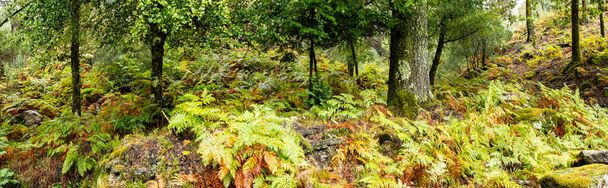 Undergrowth with multicoloured ferns, feeling of freshness and autumn humidity. - Foto, Bild