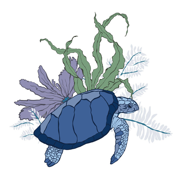 Векторная черепаха и коралловая ламинария. Подводное животное и растительная иллюстрация изолированы на белом фоне. Для оформления, печати, ткани или фона - Вектор,изображение