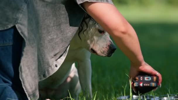 un hermoso perro blanco de la raza pitbull staffordshire terrier en un paseo por el parque descansa con el propietario bebe agua del tazón - Imágenes, Vídeo