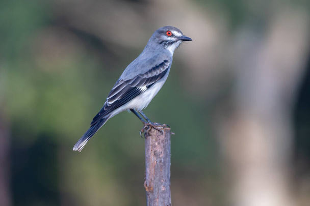 Птах Xolmis cinereus, primareva птах, сидить на гілці дерев в селективному фокусі. Cerrado biome - Фото, зображення