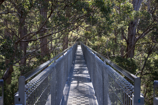 Ağaç üstünde yürümek Bridge'de Giants Vadisi - Fotoğraf, Görsel