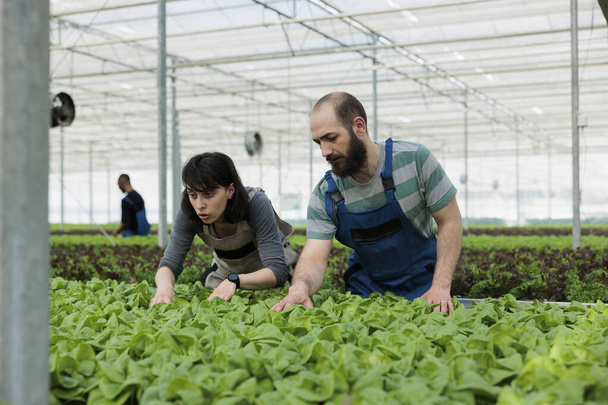 Работающие в команде фермеры тщательно проверяют урожайность зеленых салатов на наличие нежелательных вредителей без использования вредных пестицидов. Сертифицированная экологически чистая местная теплица - Фото, изображение