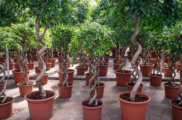 Cultivation of differenent green tropical and exotic indoor ficus evergreen plants in glasshouse in Westland, North Holland, Netherlands. Flora industry. - Photo, image
