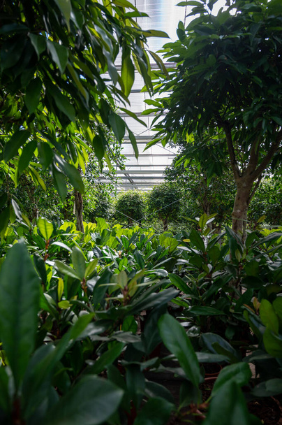 Cultivation of differenent green tropical and exotic indoor palms and evergreen plants in glasshouse in Westland, North Holland, Netherlands. Flora industry. - Foto, afbeelding