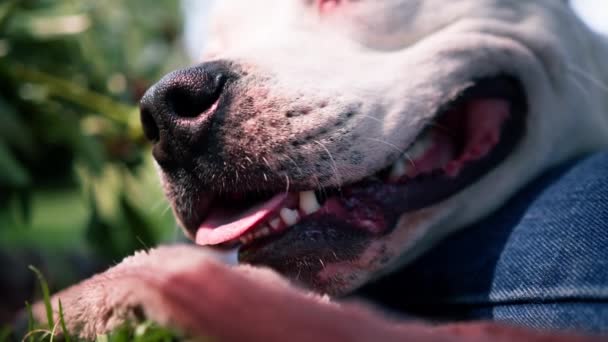 portrét krásného bílého psa plemene pitbull Staffordshire teriér na procházce v parku odpočinku - Záběry, video