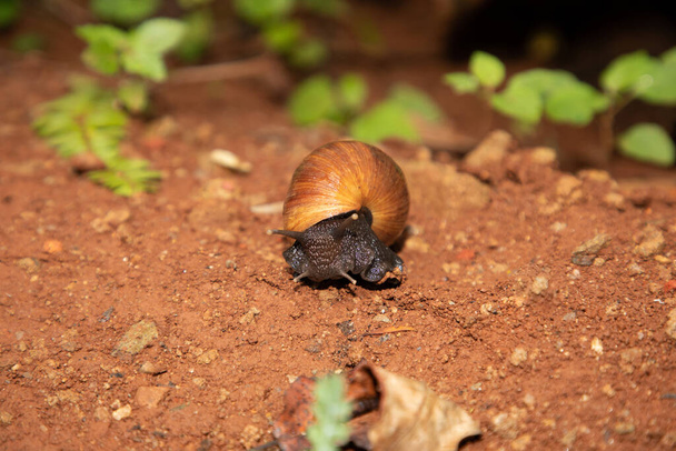 huge snail Achatina in its natural environment on brown sand, in Tanzania Africa.Close-up macro. Medical cosmetics and Africa travel concept - Photo, Image