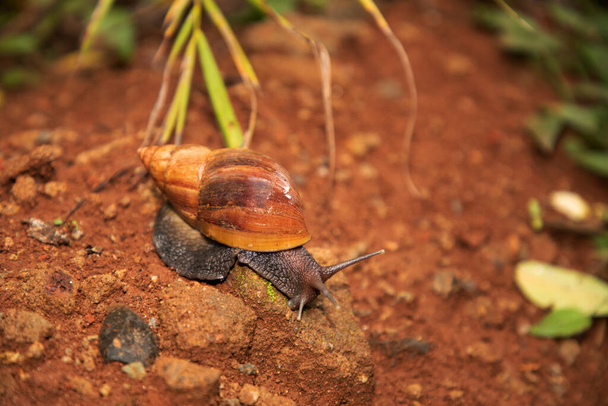 huge snail Achatina in its natural environment on brown sand, in Tanzania Africa.Close-up macro. Medical cosmetics and Africa travel concept - Photo, Image