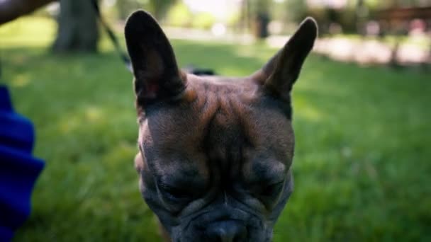 pequeño lindo perro francés bulldog en un paseo en el parque jugando en la hierba retrato de perro - Imágenes, Vídeo