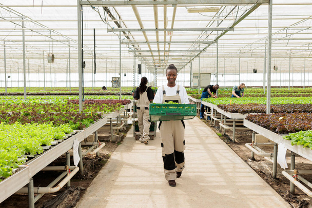 Entrepreneurial non gmo gecertificeerde biologische kas. Glimlachend Afrikaans-Amerikaanse landarbeider met krat vol lokale milieuvriendelijke natuurlijke rijpe groenten van duurzame oogsten. - Foto, afbeelding