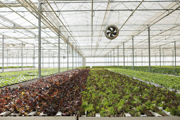 Органически выращенные салатные культуры производятся устойчиво и локально в экологически чистой окружающей среде. Экологически чистые питательные овощи, только что выращенные без пестицидов - Фото, изображение