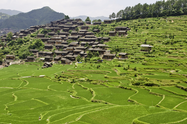 Terrasses de riz
 - Photo, image