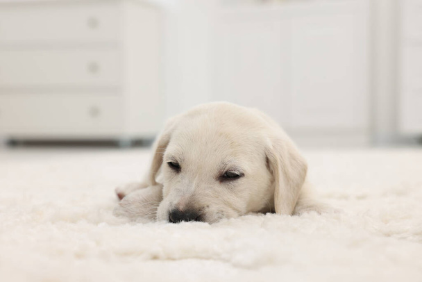 Cute little puppy lying on white carpet at home - Foto, Imagen