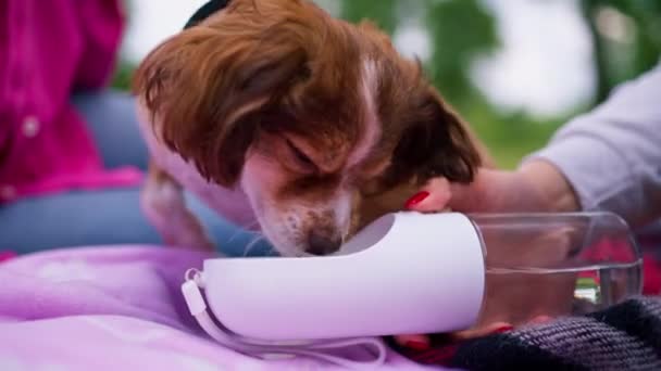 pequeño divertido lindo perro con propietario en un paseo en el parque chica vierte agua a la mascota perro bebida al aire libre - Imágenes, Vídeo