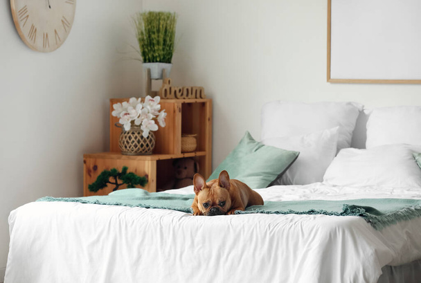 Bonito bulldog francês deitado na cama em casa - Foto, Imagem