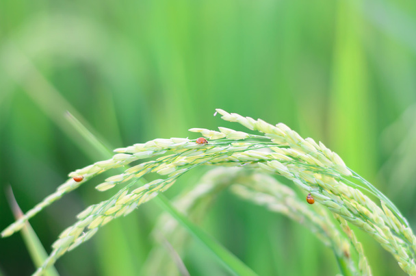 Campos de arroz
 - Foto, Imagem