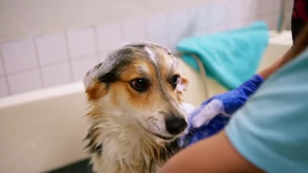 un toelettatore lava il cane corgi in bagno con uno shampoo speciale in un salone di toelettatura ritratto di un animale bagnato - Filmati, video