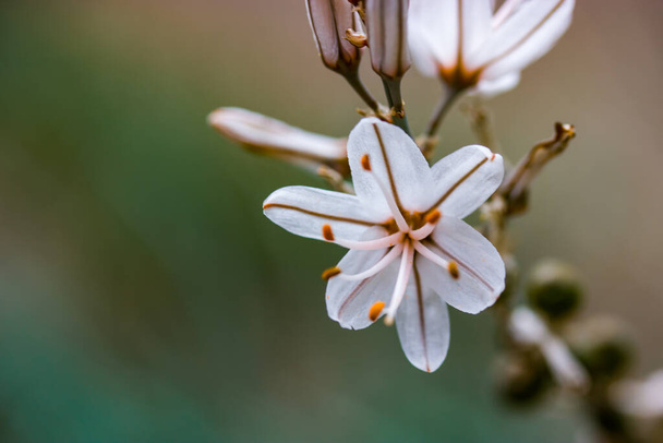 Asphodelus ramosus pequeñas flores blancas en plena floración que crecen en una naturaleza en el jardín botánico de primavera. Plantas elegantes florecen sobre fondo verde. Cabeza de flor de asphodel común. Fondo de pantalla de naturaleza tropical. - Foto, imagen