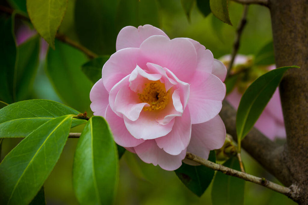 A pink camellia flower bud blooms on an evergreen shrub in spring garden. One flower on a twig brunch among fresh green leaves Camellia sinensis, used to make tea. Floral postcard. Floriculture. - Photo, Image