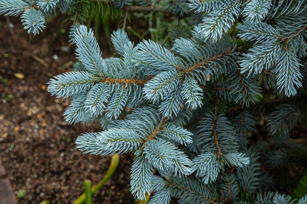 Beautiful spruce of picea pungens in spring. - Fotó, kép