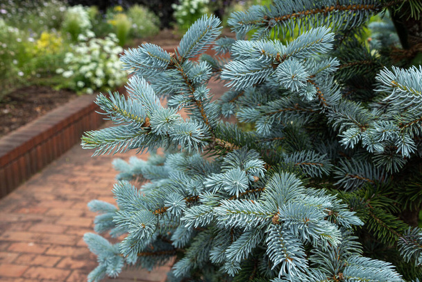 Beautiful spruce of picea pungens in spring. - Фото, изображение